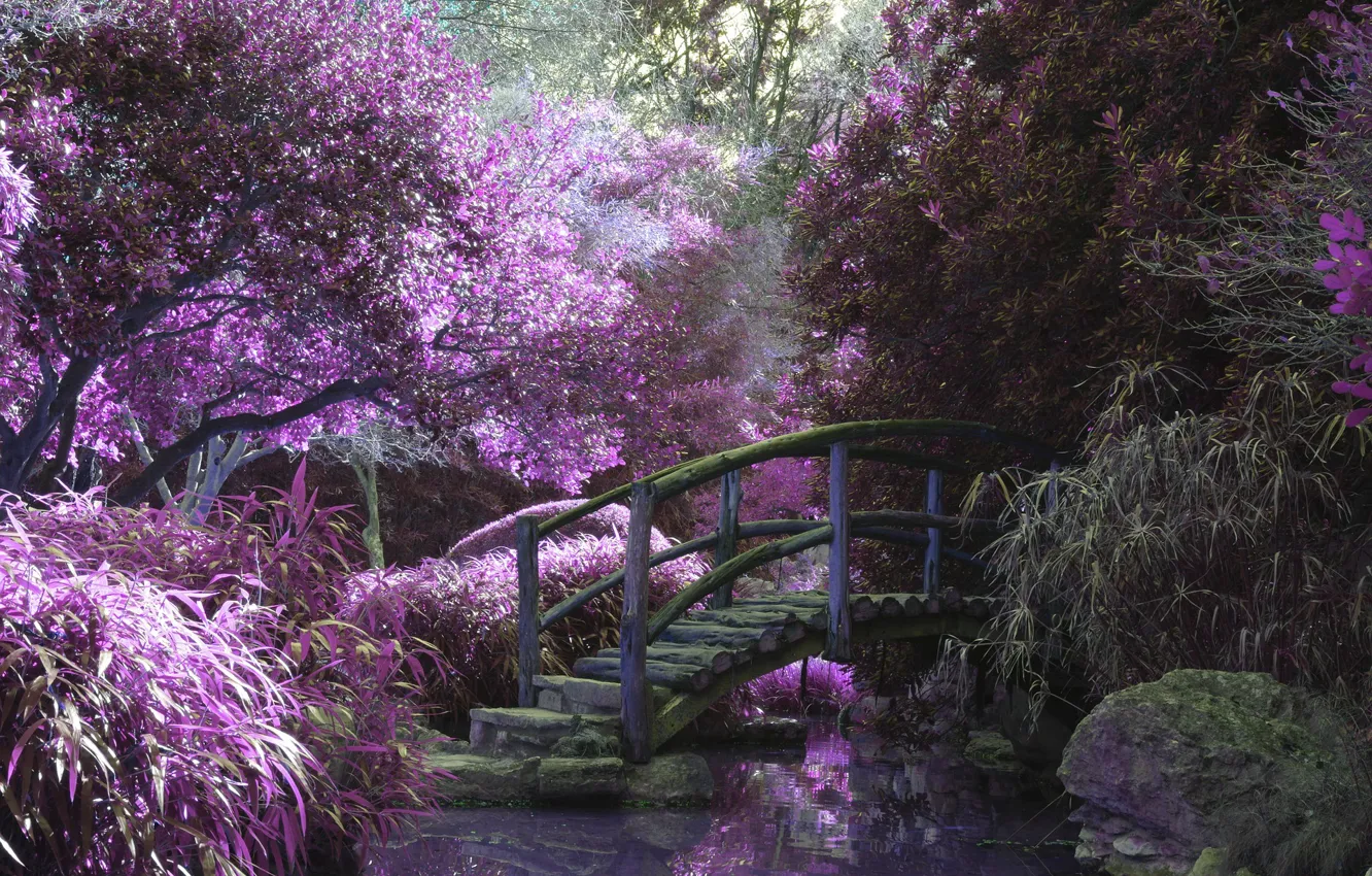 Фото обои пруд, парк, цветение, деревянный мост