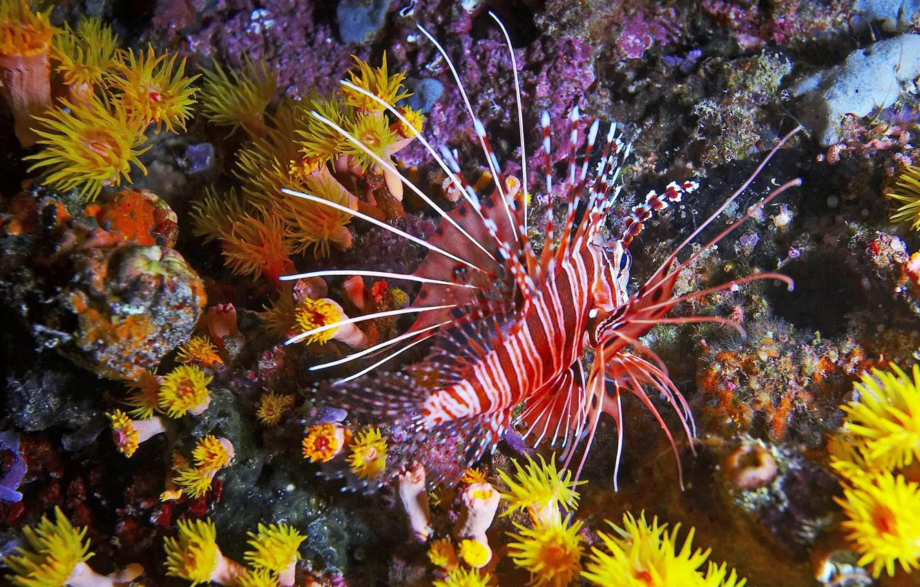 Фото обои рыбка, кораллы, подводный мир