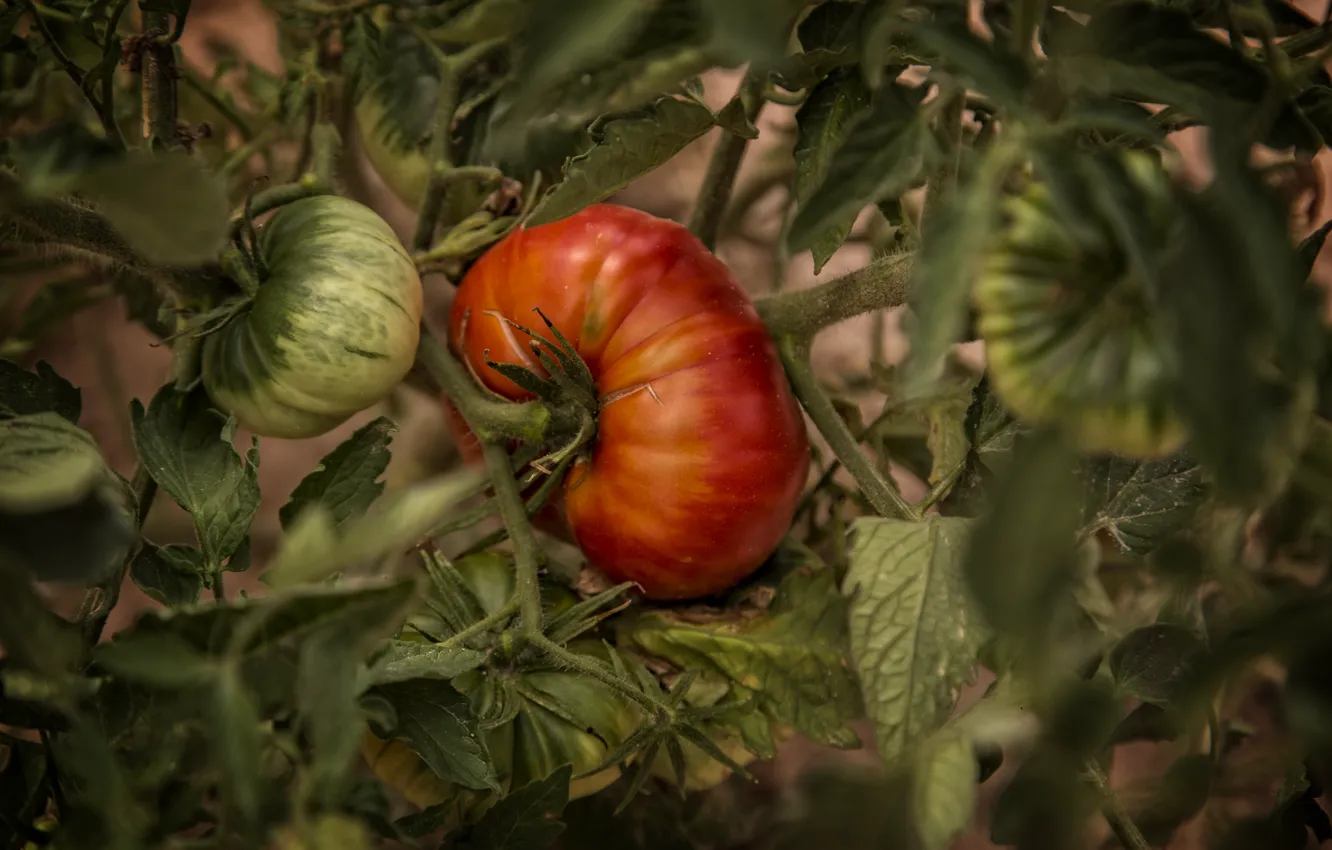 Фото обои Red, Nature, Green, Cappadocia, Garden, Tomatoes, Kide FotoArt
