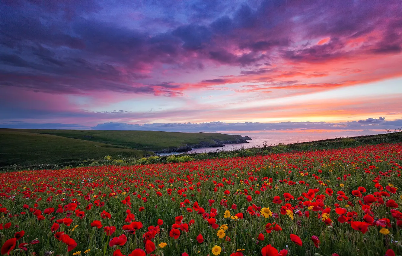 Фото обои море, закат, цветы, побережье, Англия, маки, луг, England