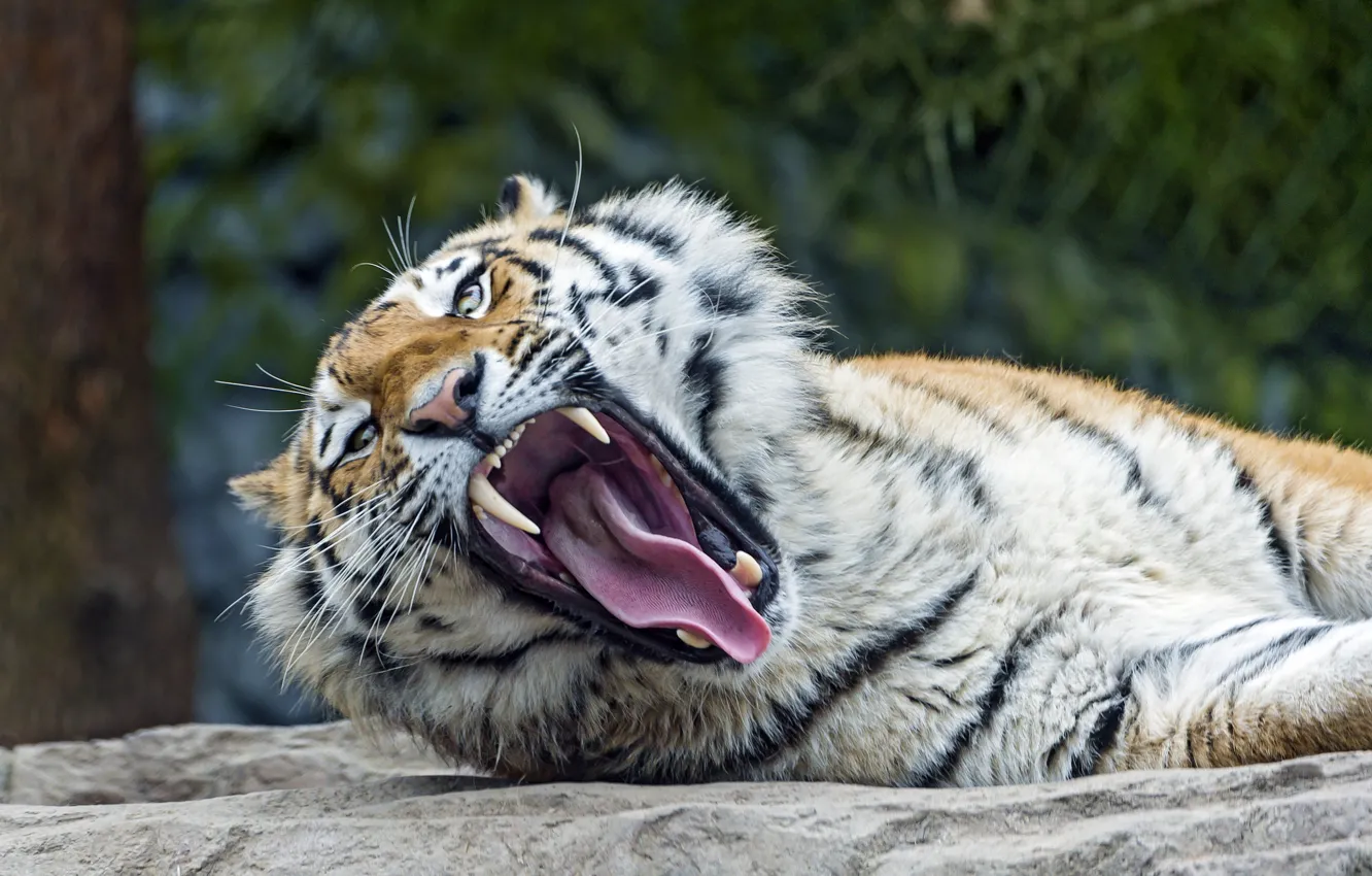 Фото обои язык, кошка, пасть, клыки, зевает, амурский тигр, ©Tambako The Jaguar