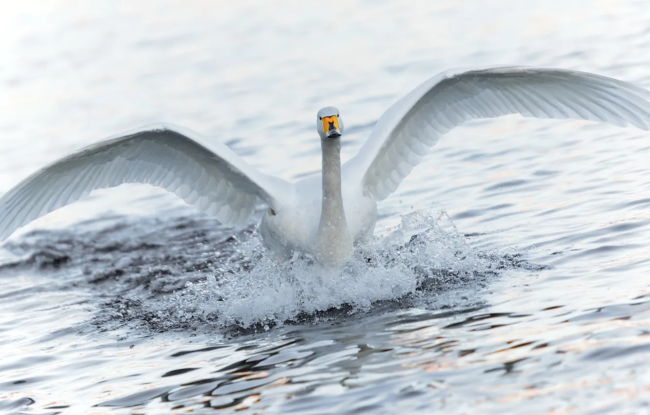 Фото обои вода, брызги, крылья, лебедь