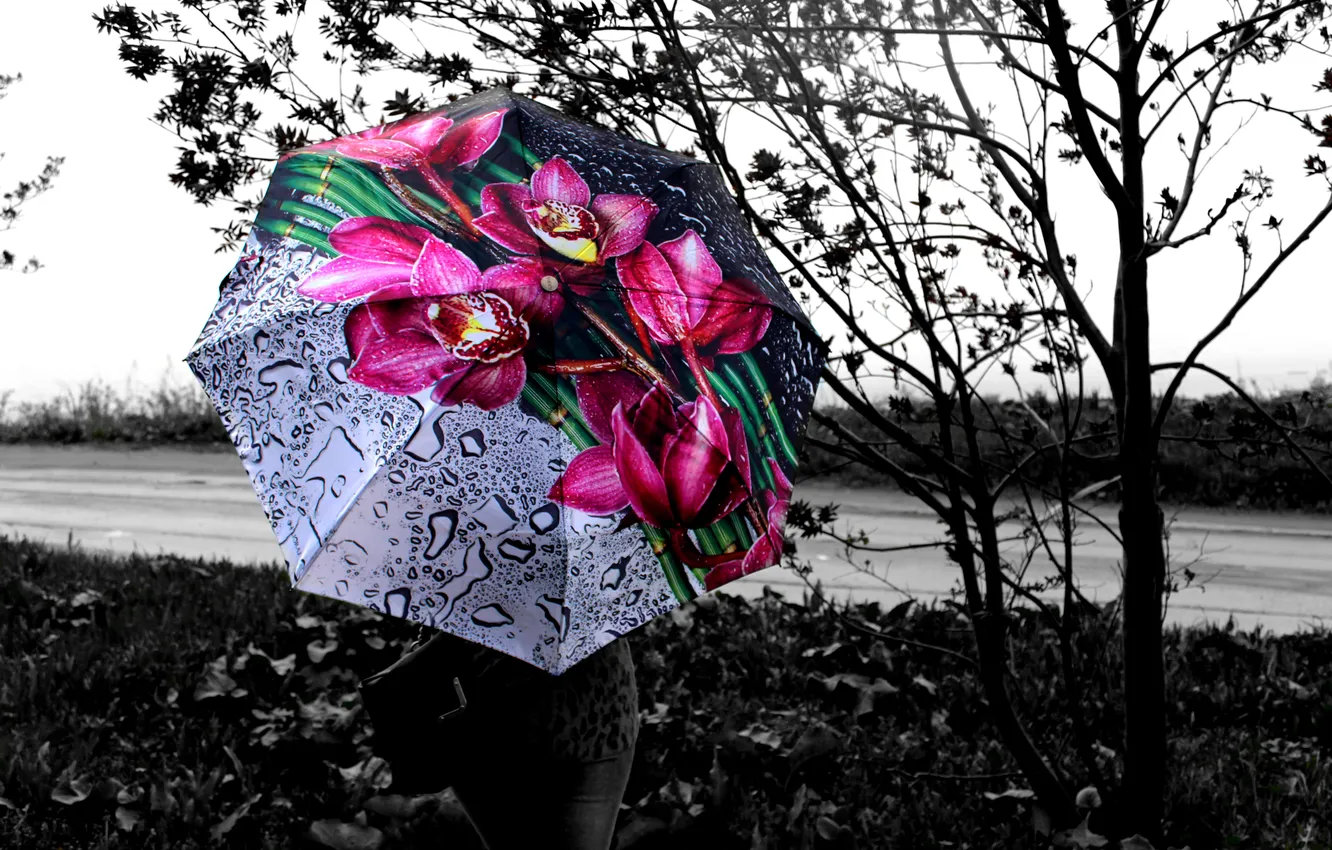 Фото обои Девушка, Дождь, Зонт, Черно-Белое