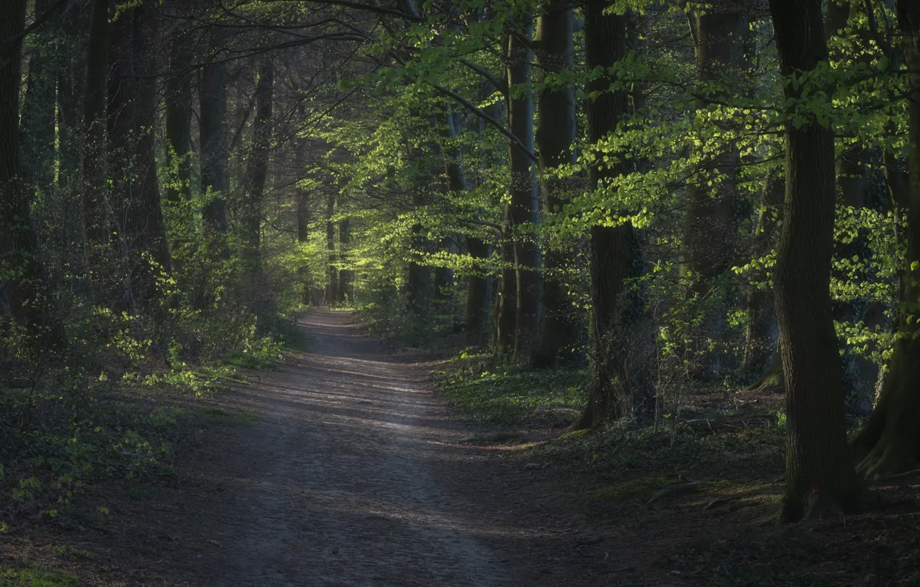 Фото обои дорога, лес, деревья, Германия