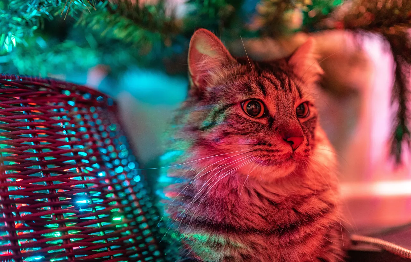 Фото обои кошка, кот, взгляд, морда, свет, ветки, Рождество, Новый год