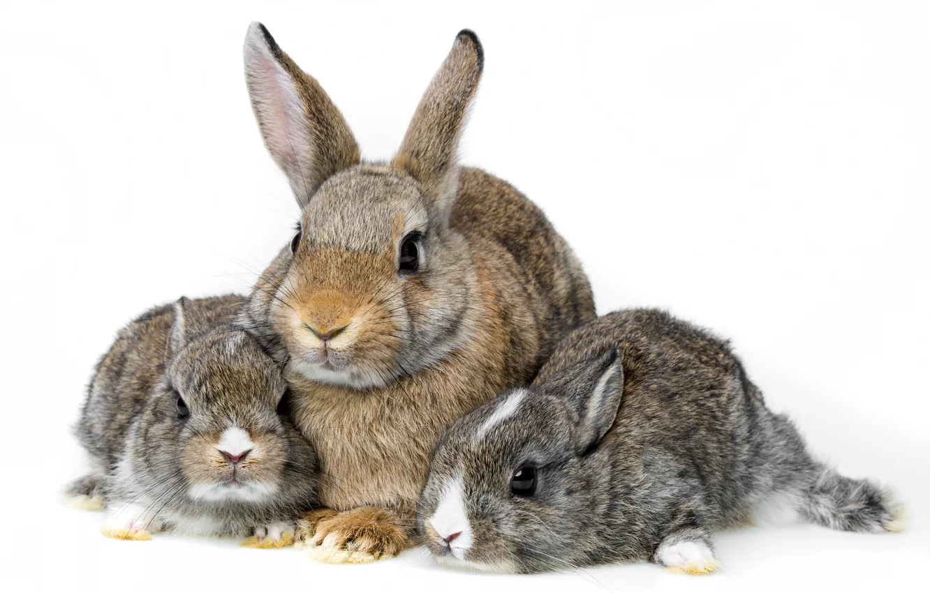 Фото обои семья, кролики, белый фон, детёныши, троица