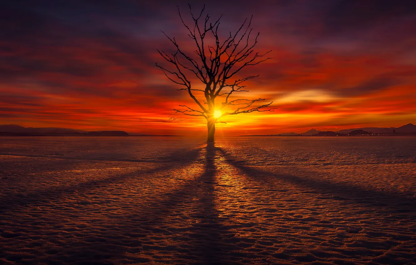 Фото обои landscape, sunset, tree