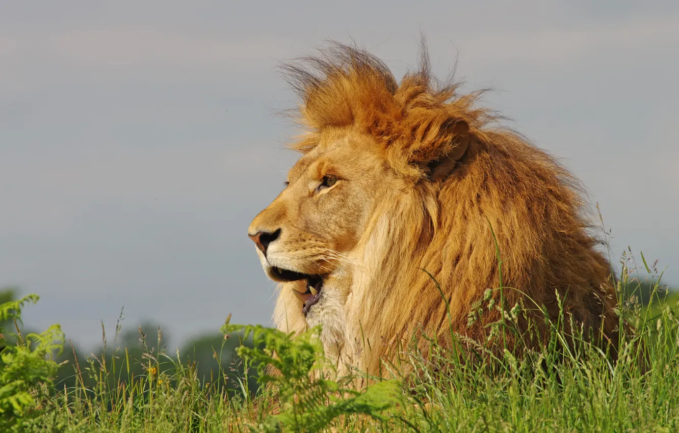 Фото обои трава, лев, грива, царь зверей