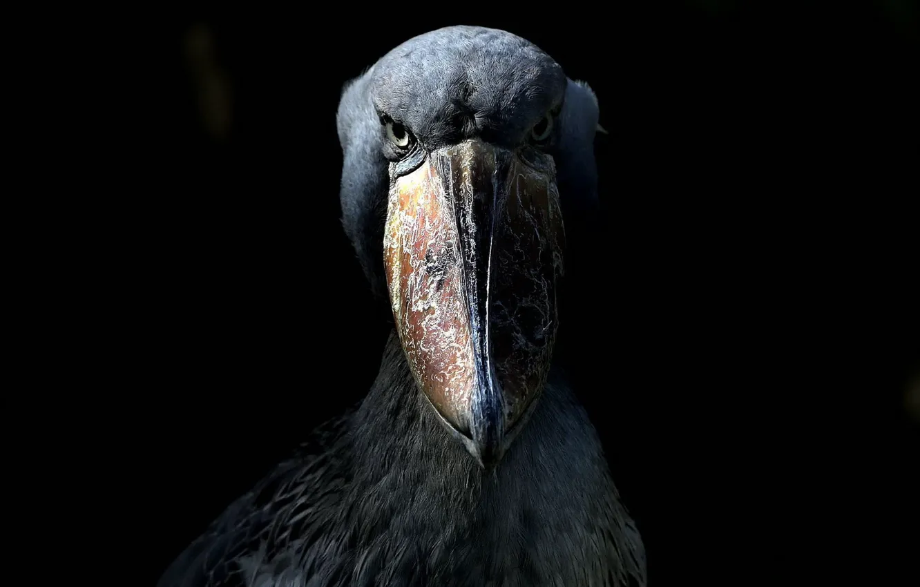 Фото обои животное, Мрак, чёрный фон, пеликан, серьёзно