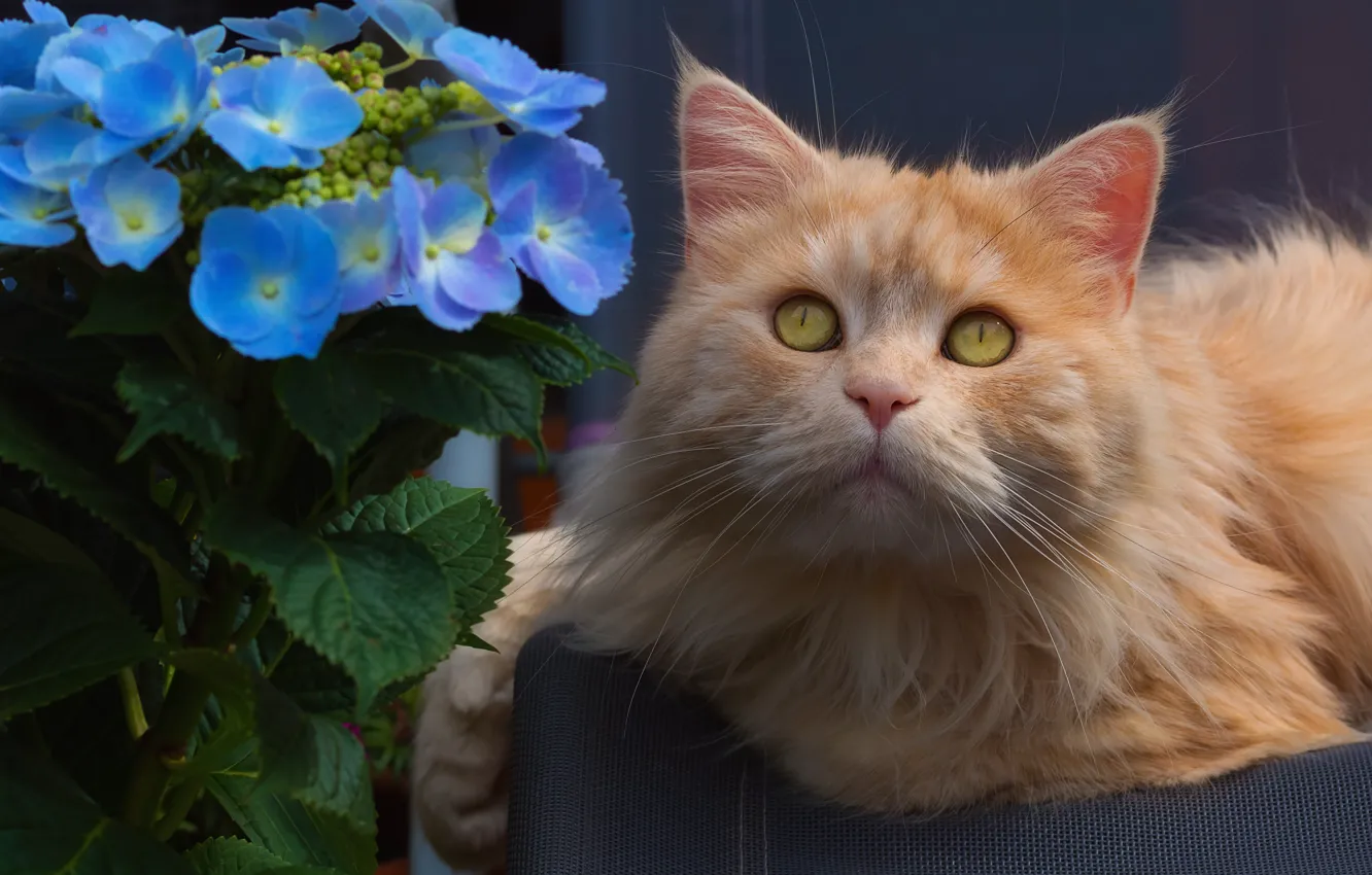 Фото обои цветок, кот, взгляд, портрет, мордочка, гортензия, рыжий кот