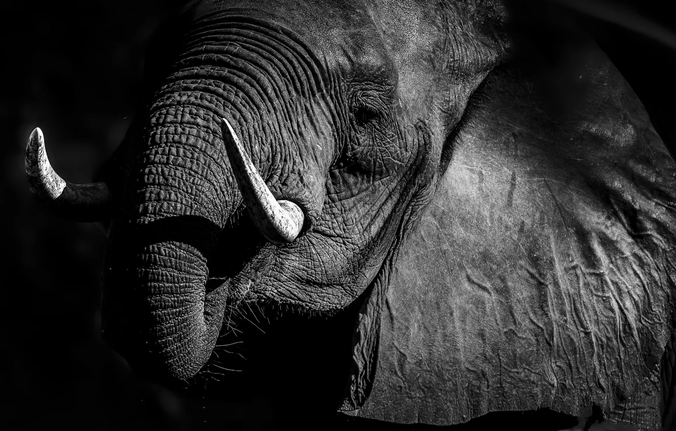 Фото обои природа, фон, слон