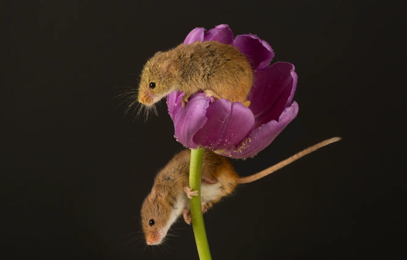 Фото обои пыльца, тюльпан, мышки, кроха