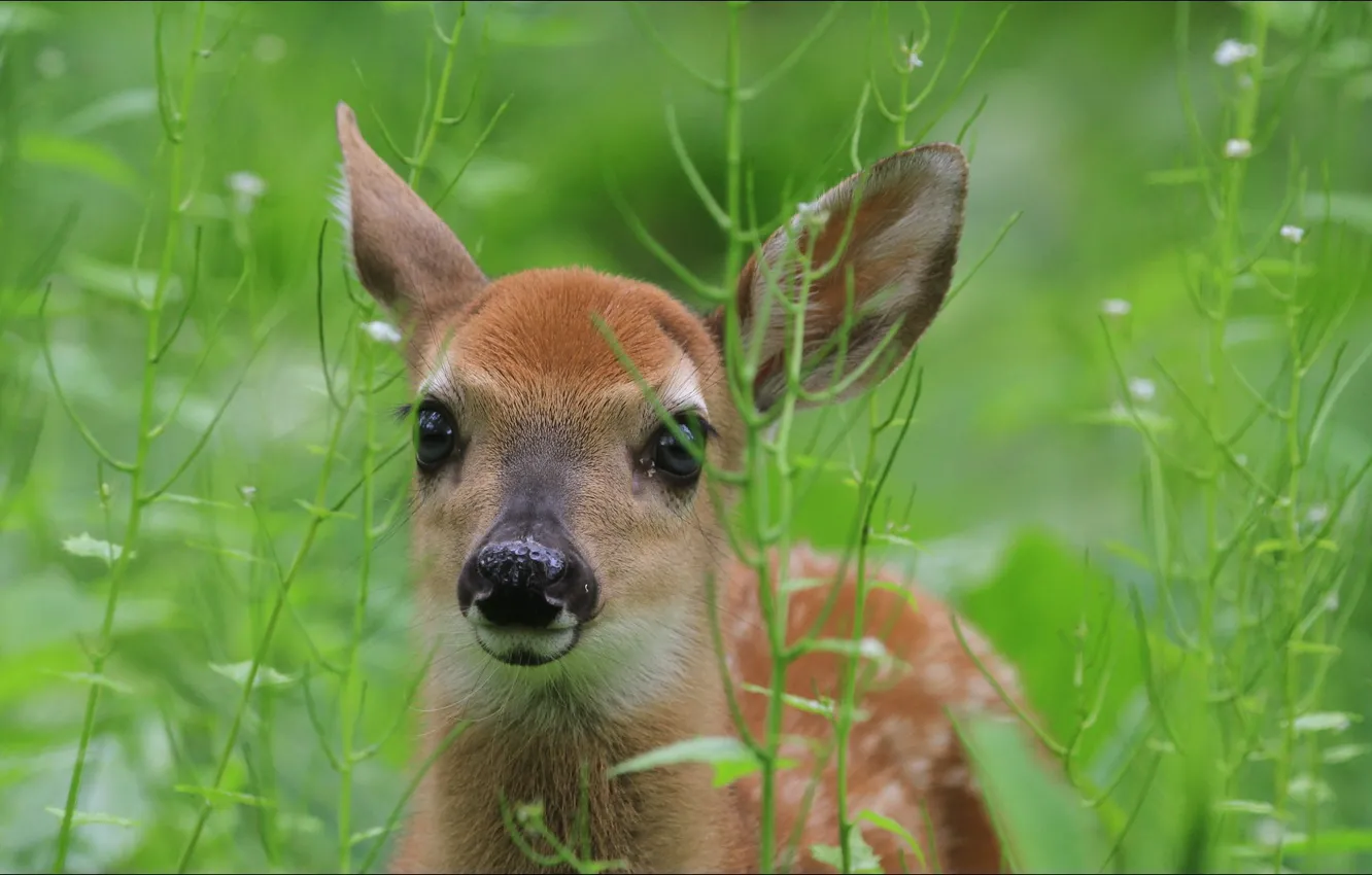 Фото обои animals, nature, deer