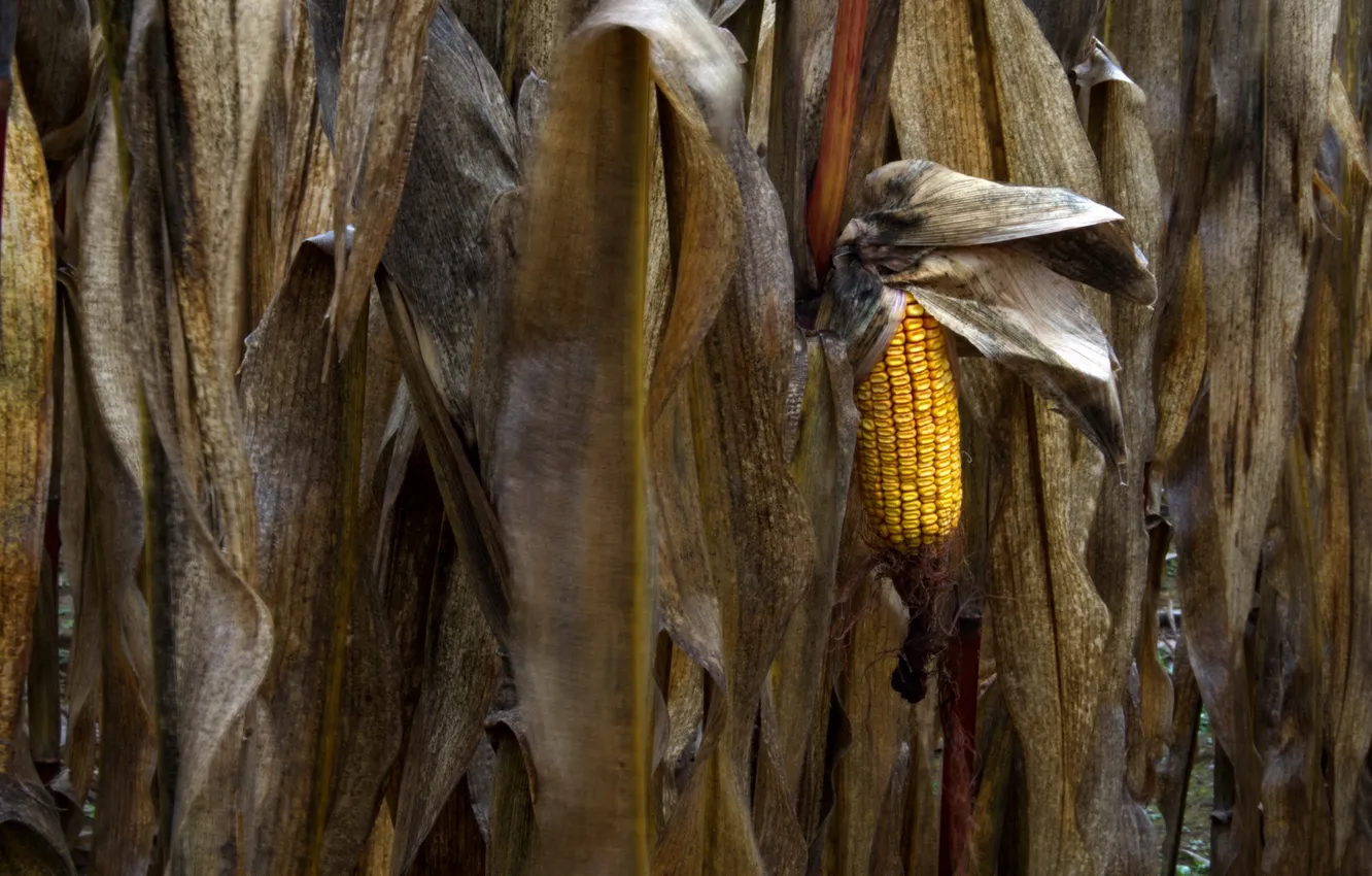Фото обои осень, природа, кукуруза