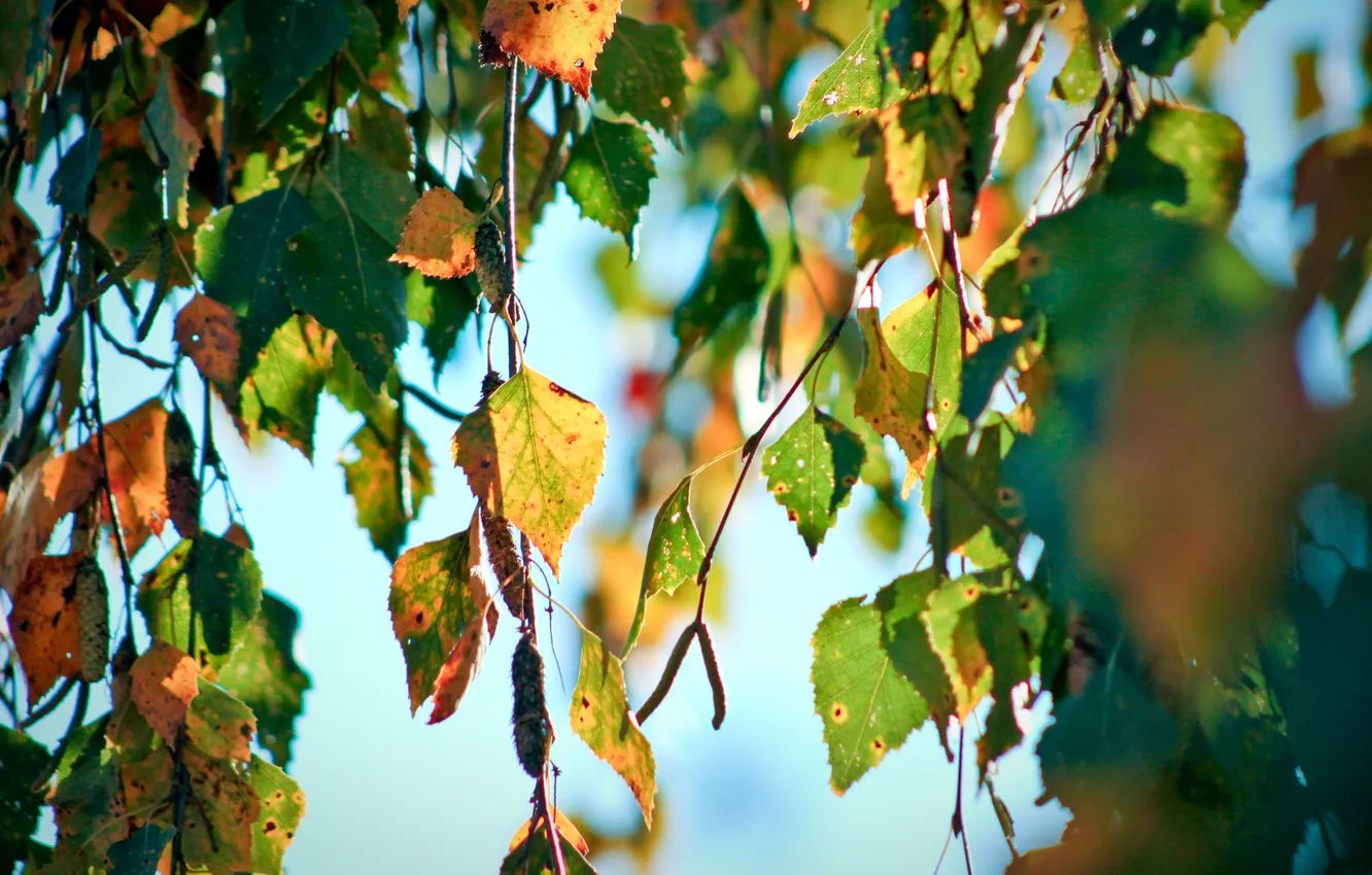 Фото обои осень, природа, листва, фотограф ann_ann