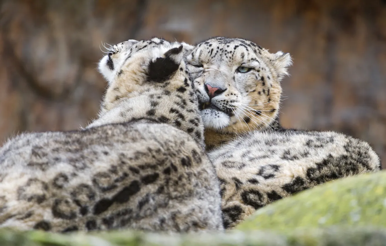 Фото обои кошки, пара, ирбис, снежный барс, ©Tambako The Jaguar