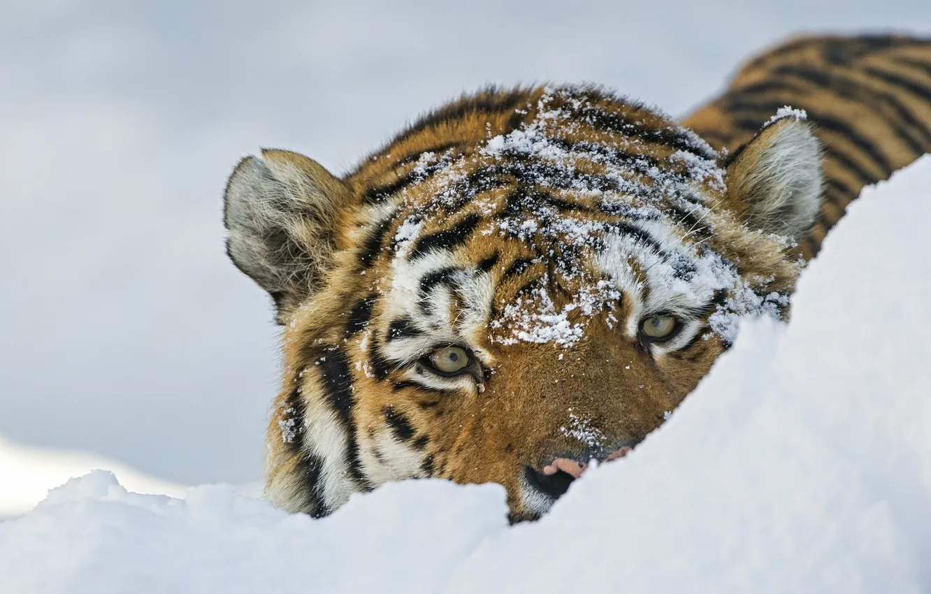 Фото обои взгляд, морда, снег, тигр, дикая кошка