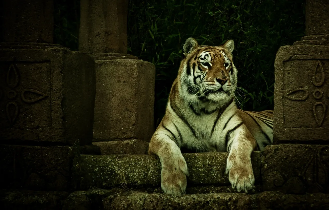 Фото обои тигр, хищник, ступени