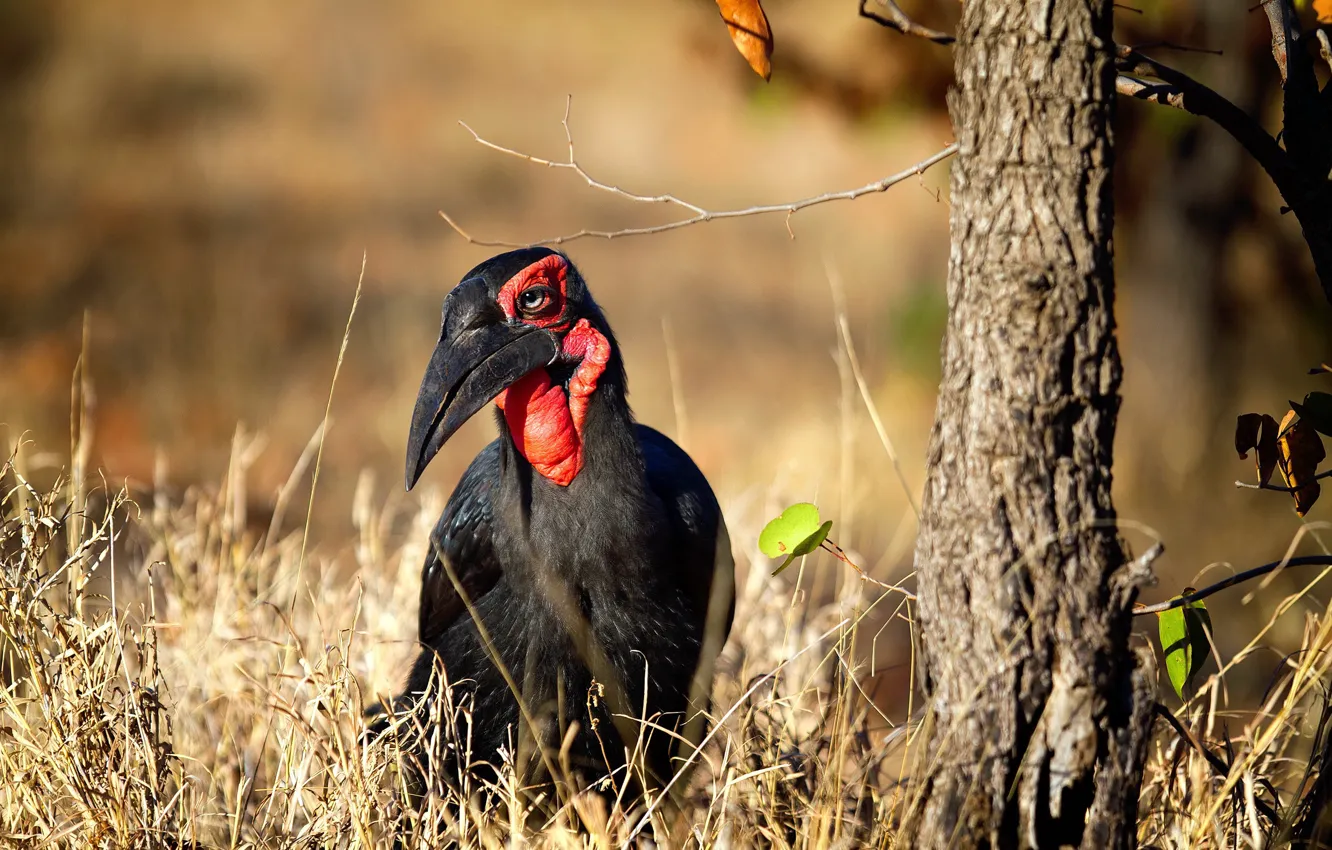 Фото обои природа, птица, Кафрский рогатый ворон