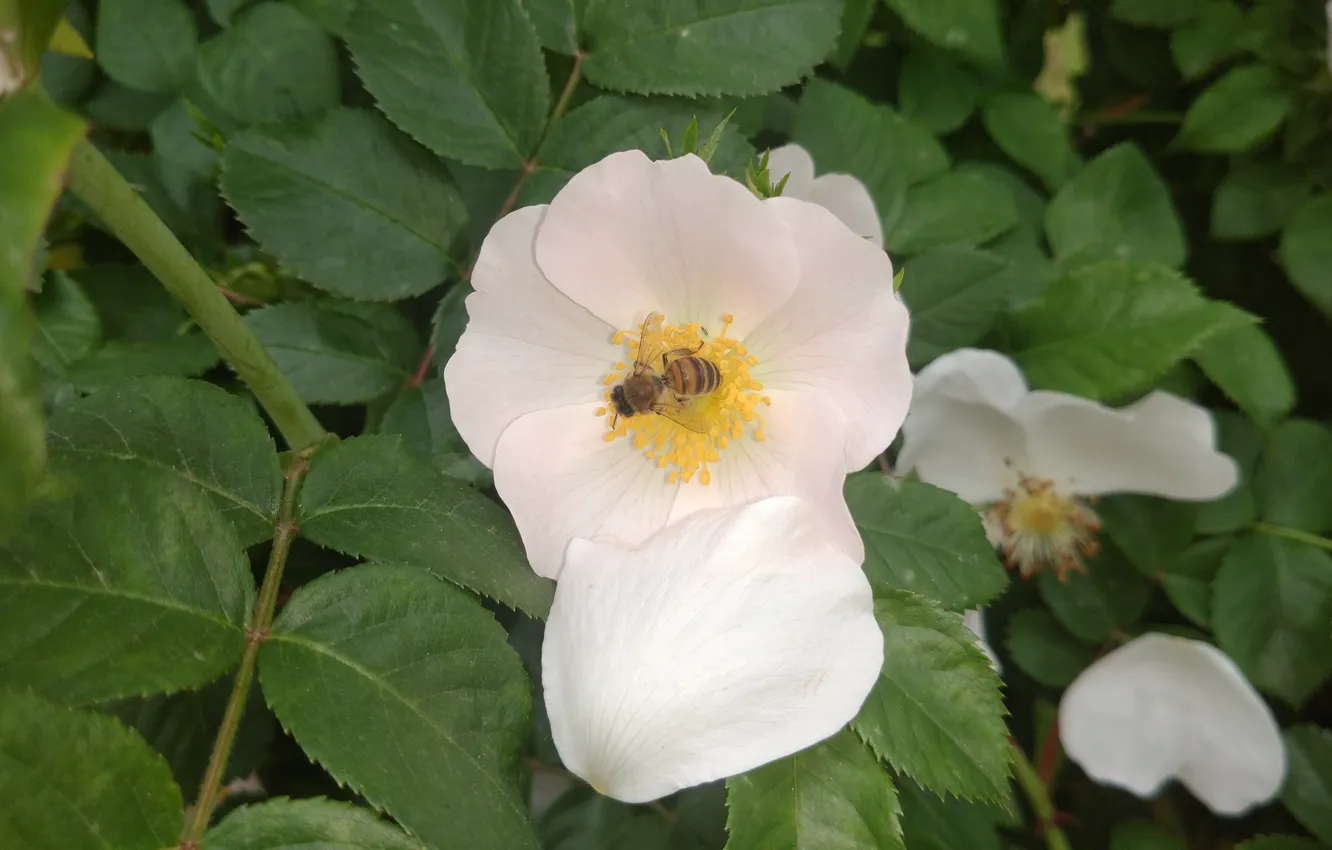 Фото обои цветок, макро, пчела, шиповник, Meduzanol ©