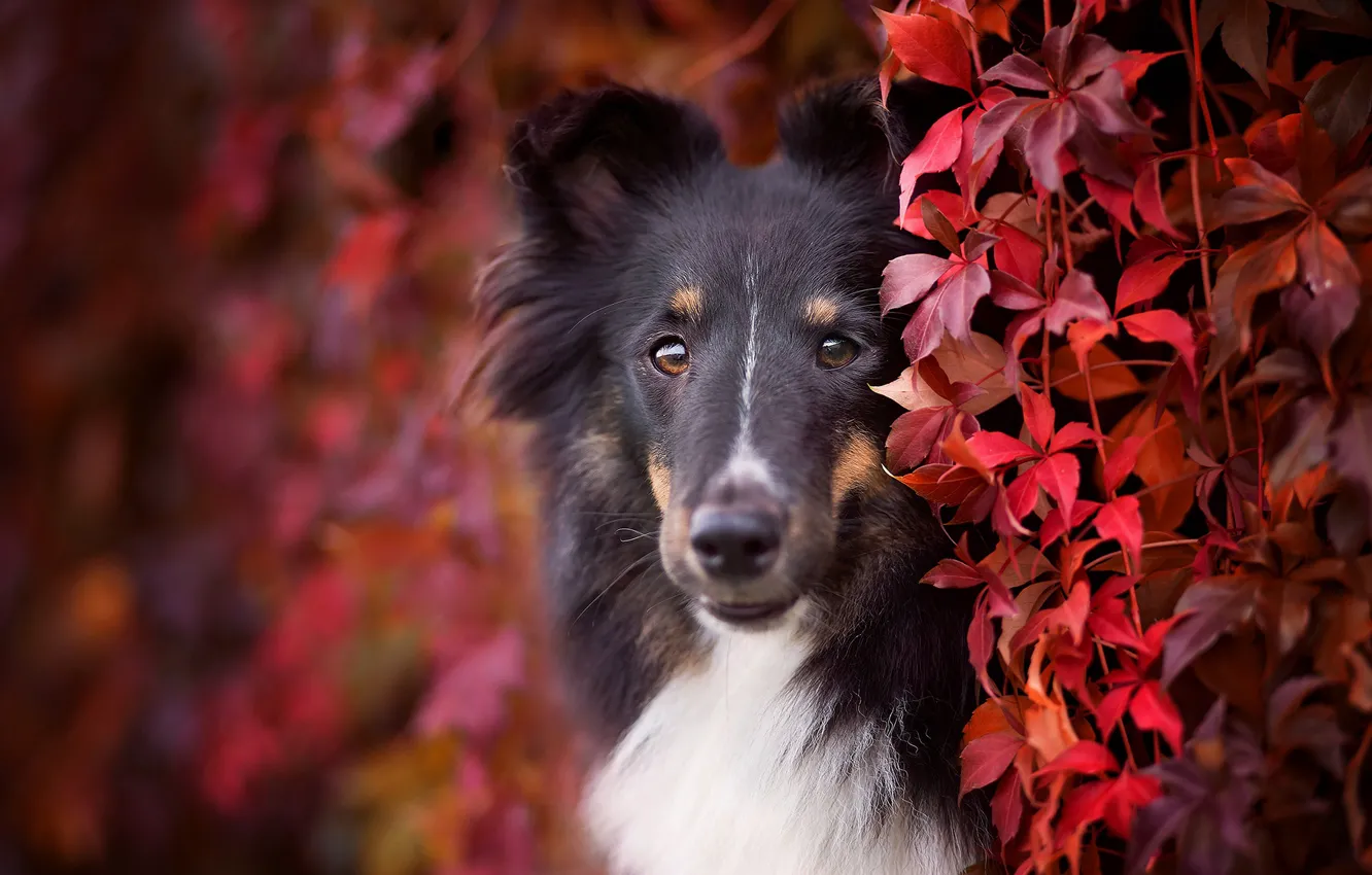 Фото обои осень, взгляд, морда, листья, листва, портрет, собака, щенок