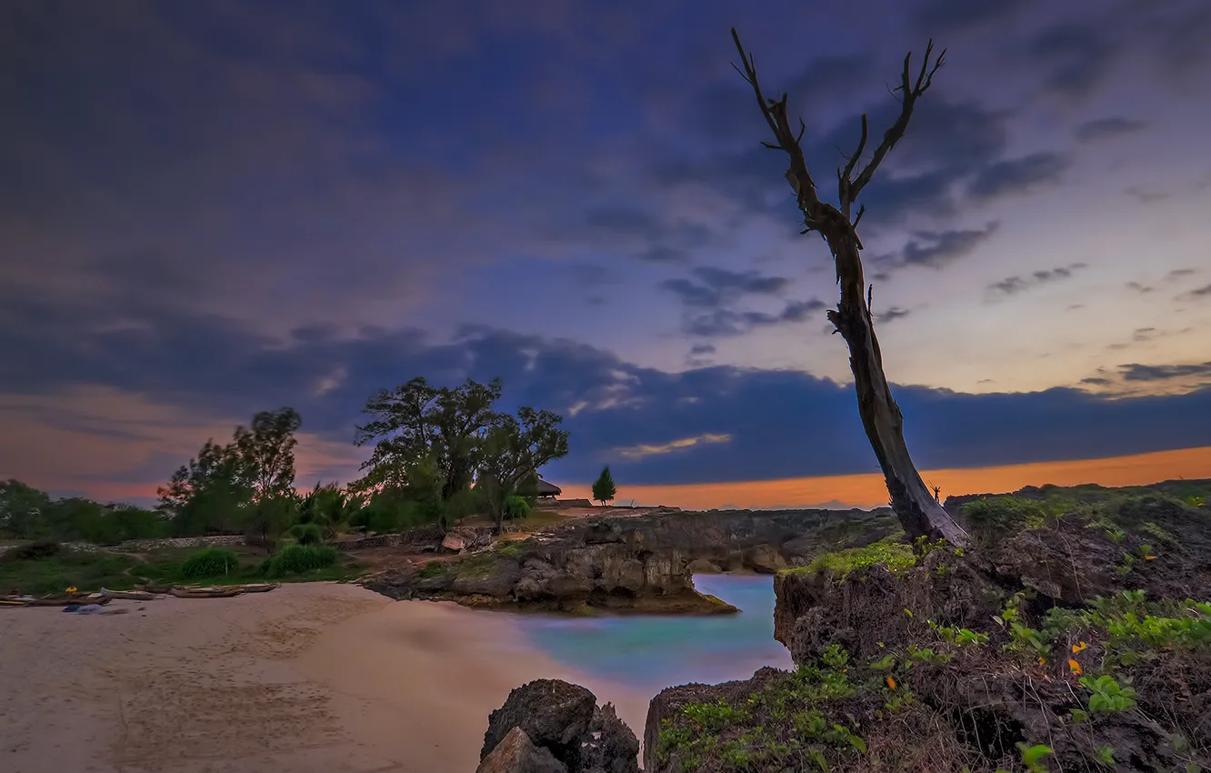 Фото обои пляж, дерево, бунгало