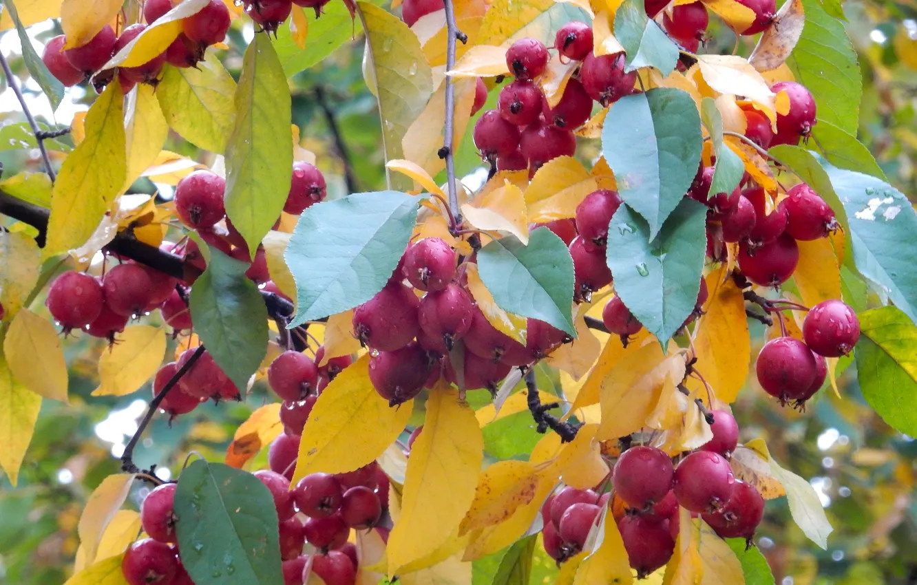 Фото обои осень, природа, лист, дерево, widescreen, обои, яблоки, wallpaper