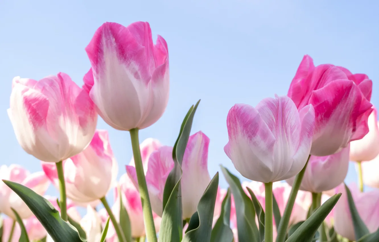 Фото обои весна, лепестки, тюльпаны