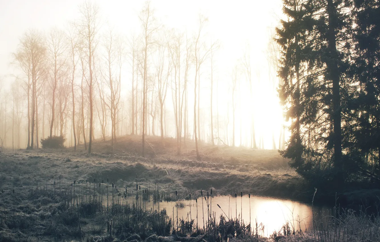 Фото обои зима, иней, лес, трава, деревья, туман, озеро, рассвет