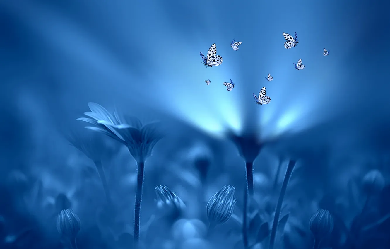 Фото обои свет, бабочки, цветы, стиль, фон, голубой, Josep Sumalla