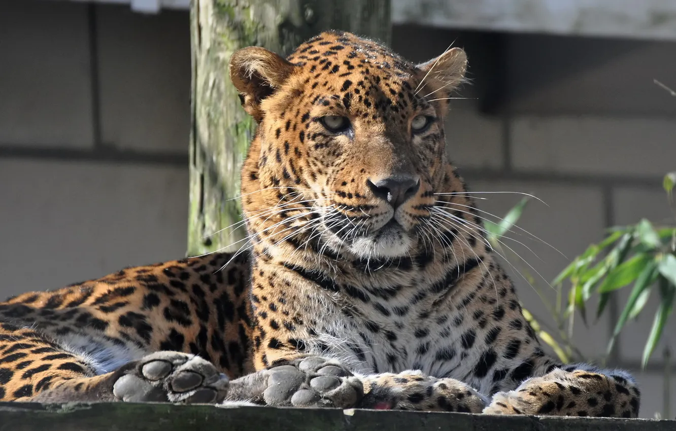 Фото обои усы, морда, хищник, леопард, leopard, зоопарк, panthera pardus