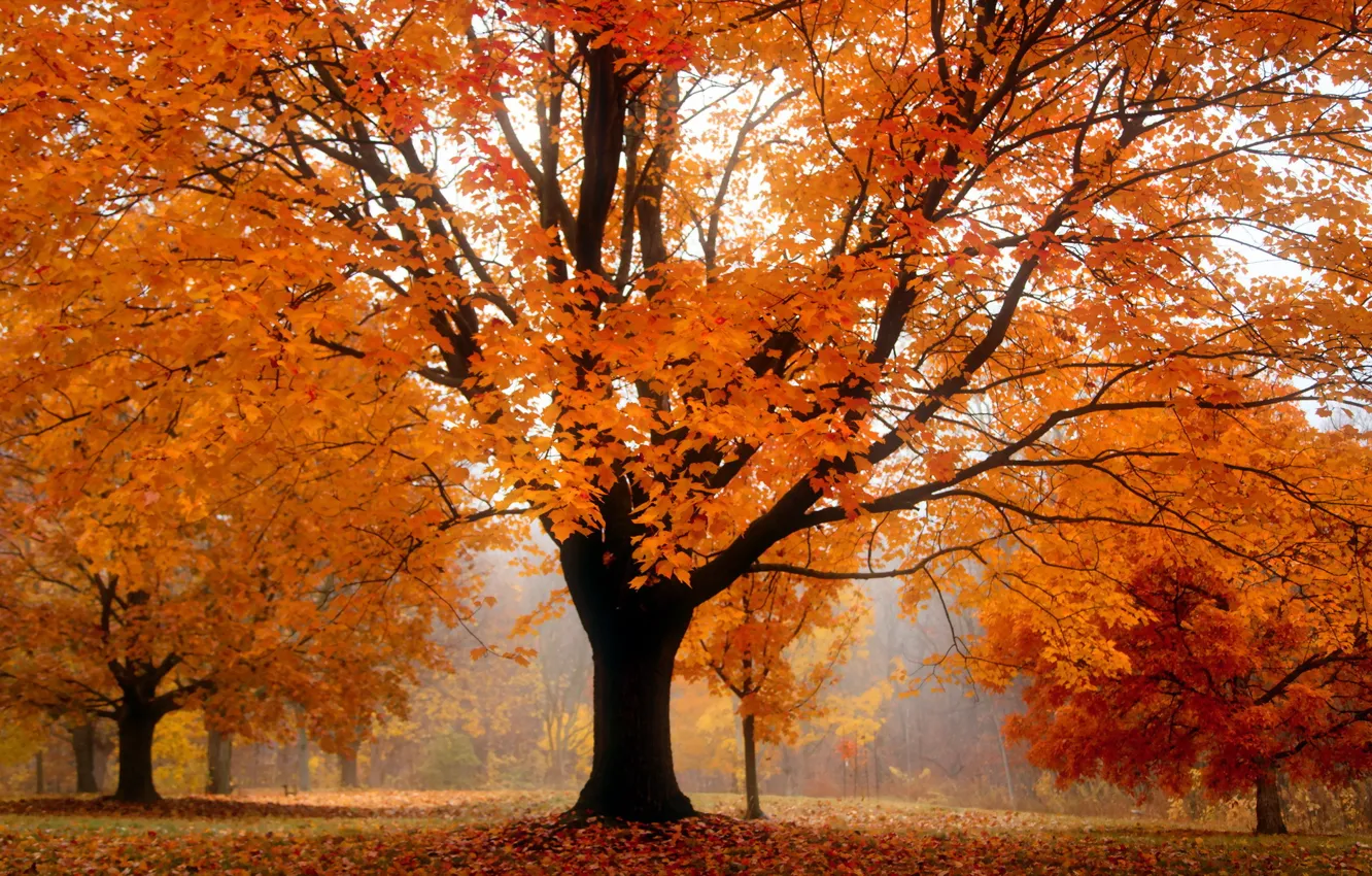 Фото обои осень, пейзаж, дерево