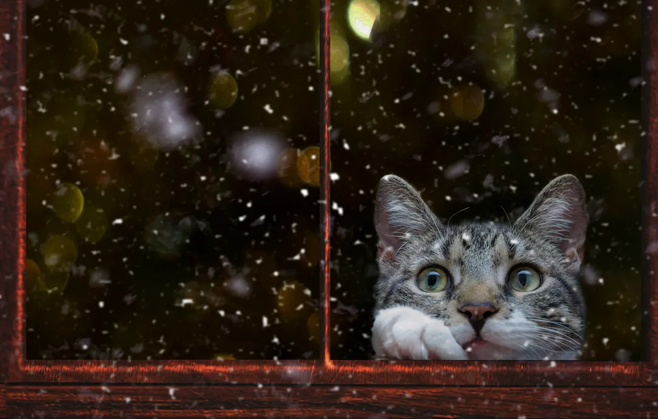 Фото обои зима, кошка, кот, взгляд, стекло, снег, поза, блики