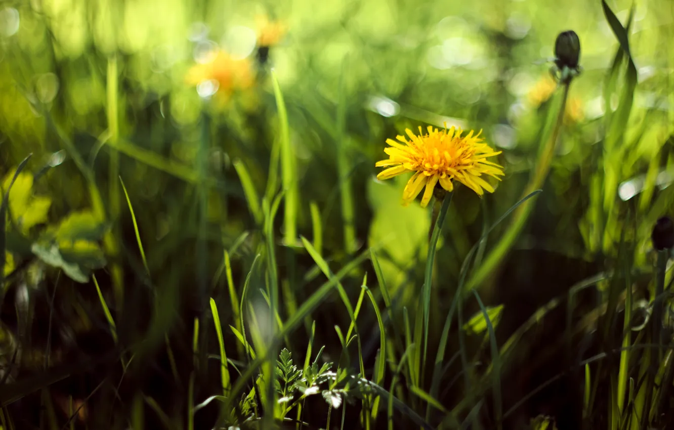 Фото обои зелень, лето, трава, желтый, тепло, одуванчик, весна, гелиос