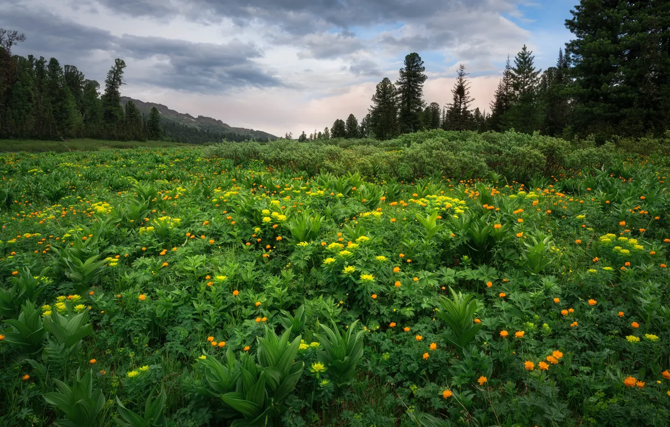 Фото обои зелень, поле, лес, цветы, луг, купальницы