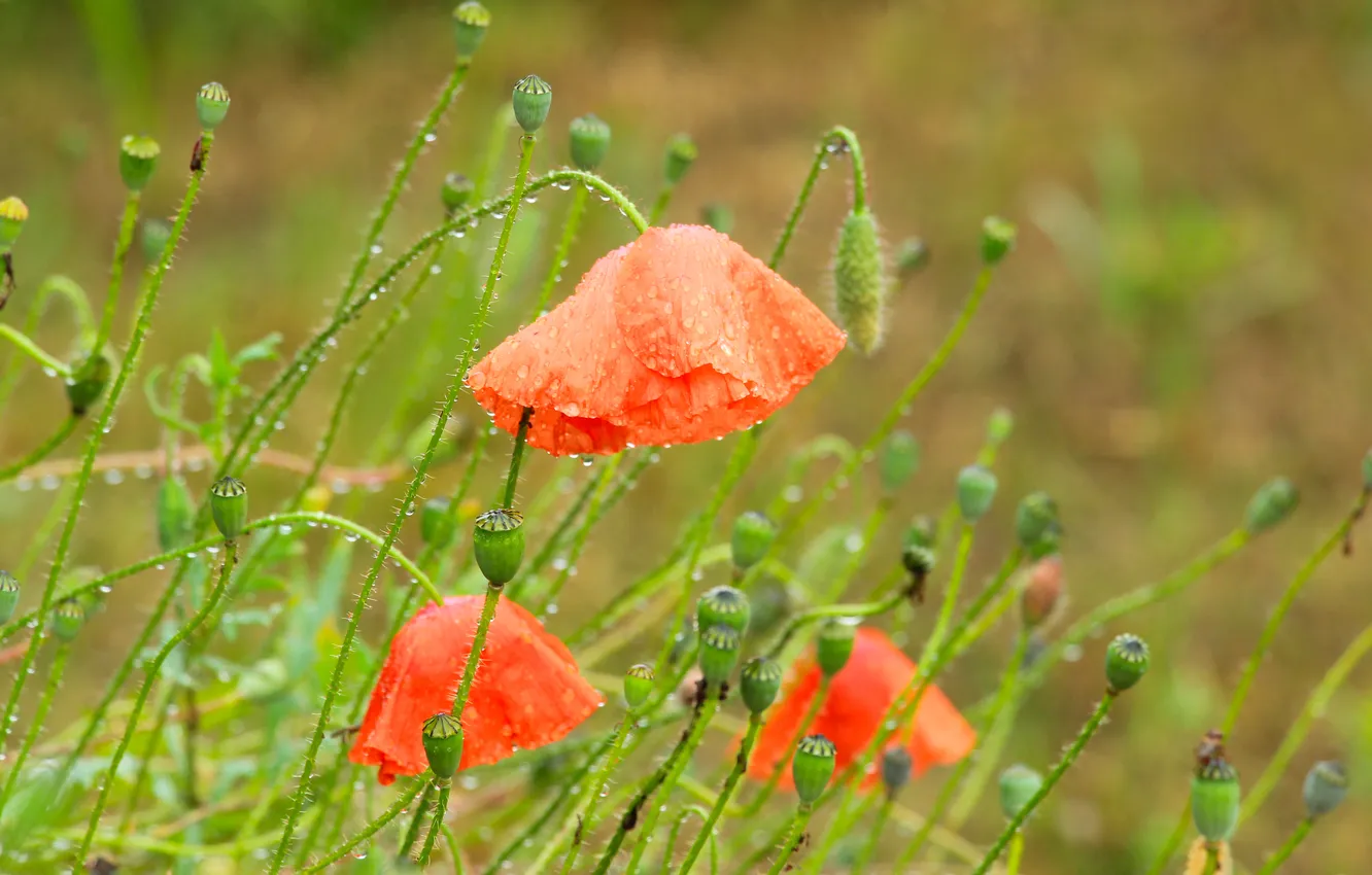 Фото обои red, flower, poppy