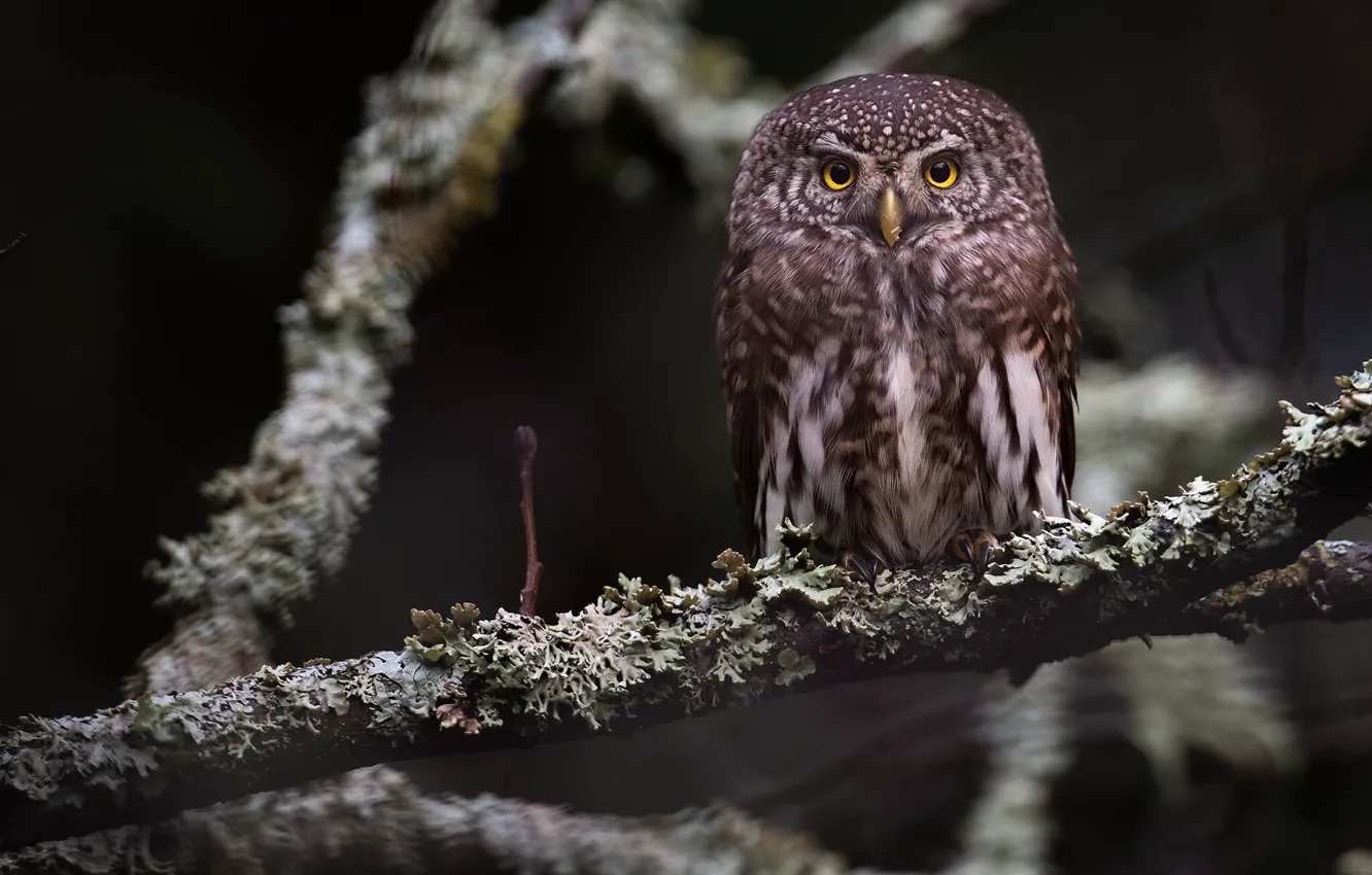 Фото обои взгляд, ветки, природа, сова, птица, сидит, боке, сыч