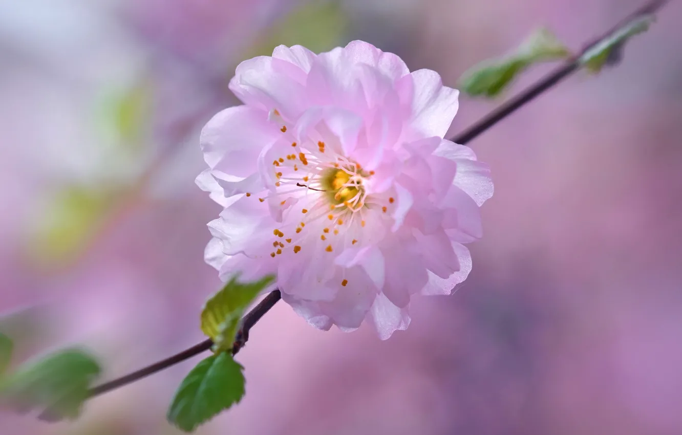 Фото обои цветок, вишня, весна, лепестки, сад, сакура