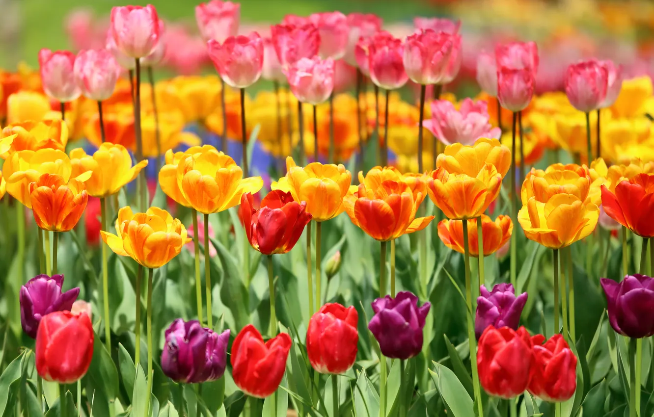 Фото обои тюльпаны, бутоны, разноцветные