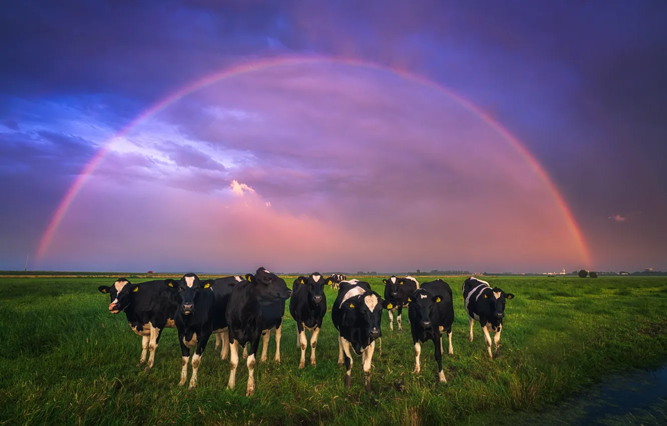 Фото обои поле, небо, радуга, коровы, Нидерланды