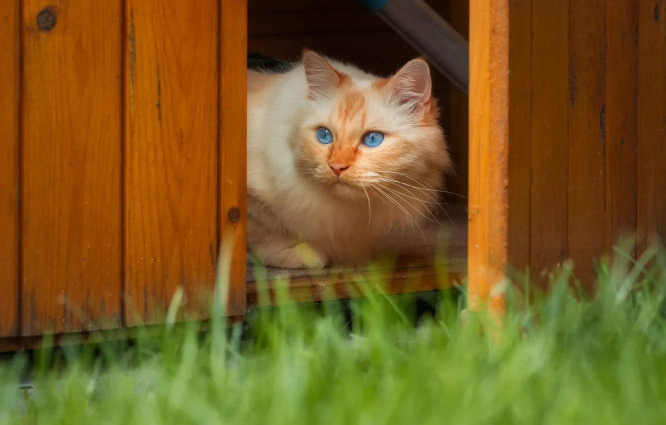 Фото обои кошка, кот, взгляд, поза, мордашка