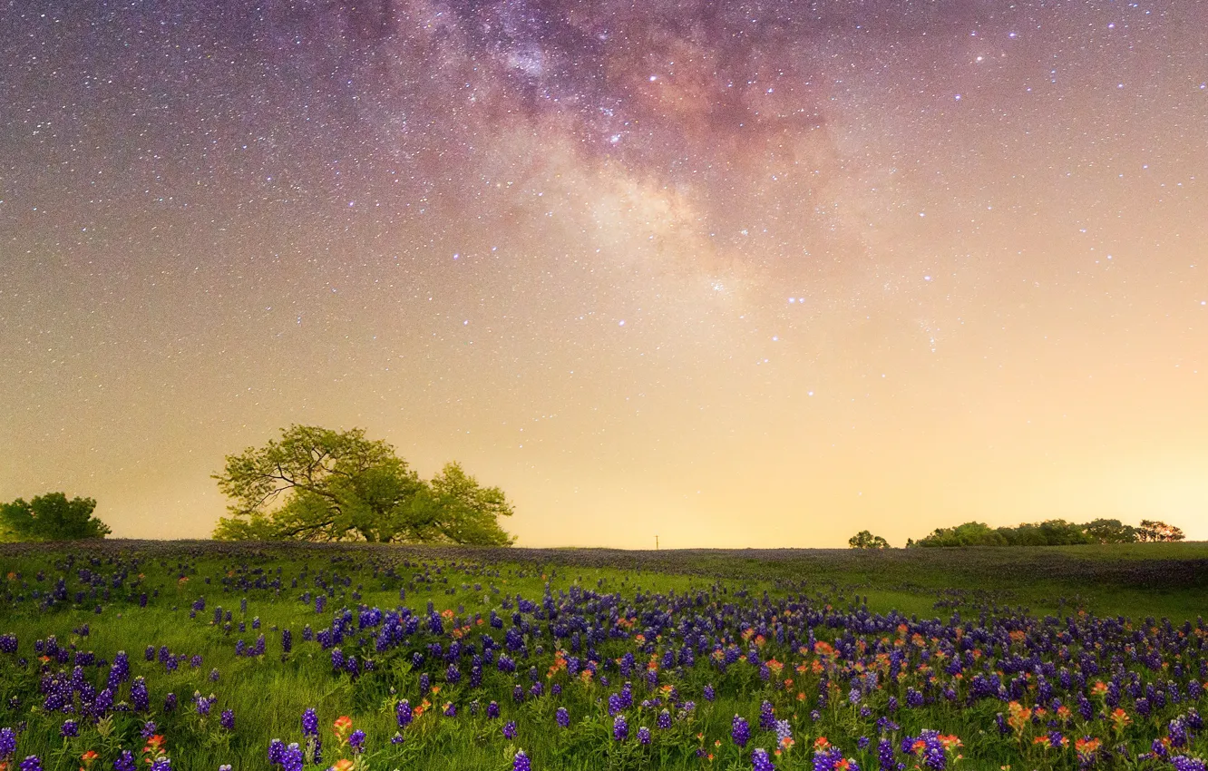 Фото обои цветы, луг, Млечный путь, галактика, Техас, люпин, звёздное небо, кастиллея
