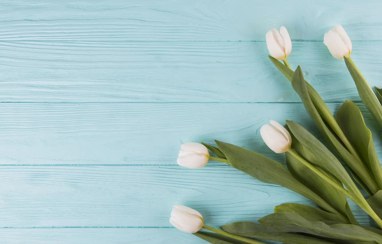 Фото обои цветы, тюльпаны, white, белые, flowers, beautiful, tulips, spring