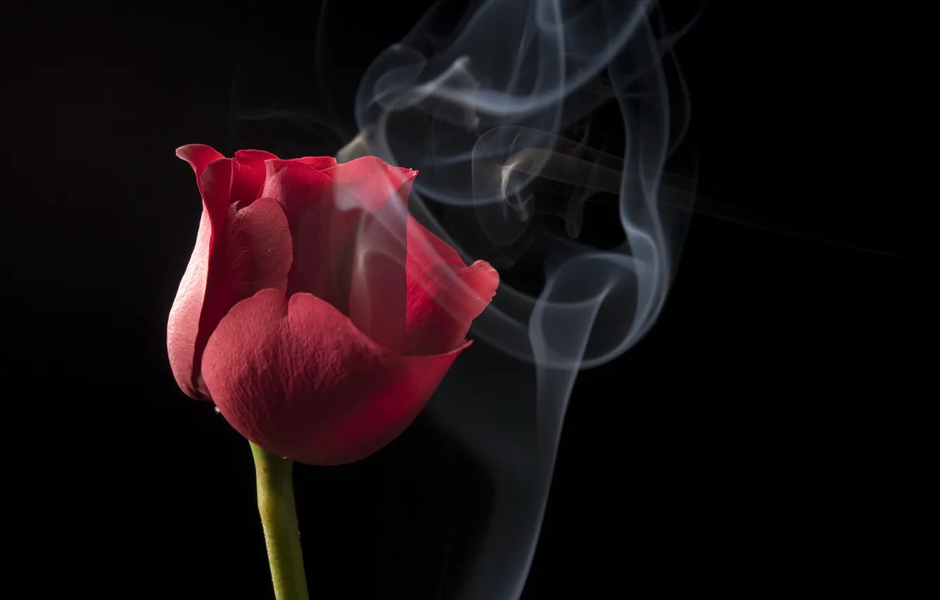 Фото обои цветок, красный, дым, тюльпан