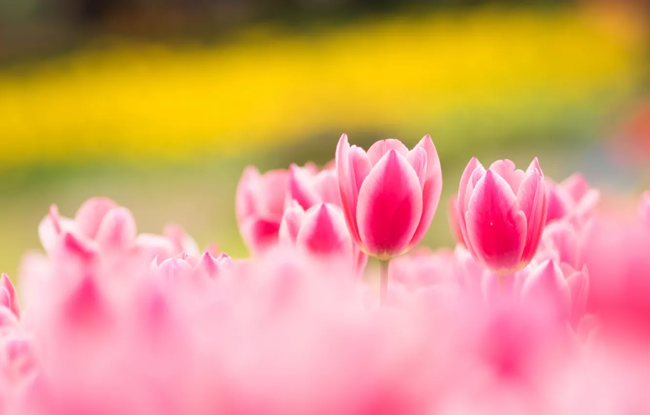 Фото обои весна, тюльпаны, пестрый