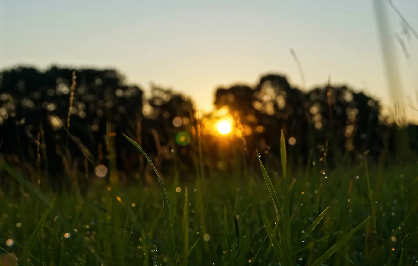 Фото обои лето, трава, солнце, капли, роса, утро