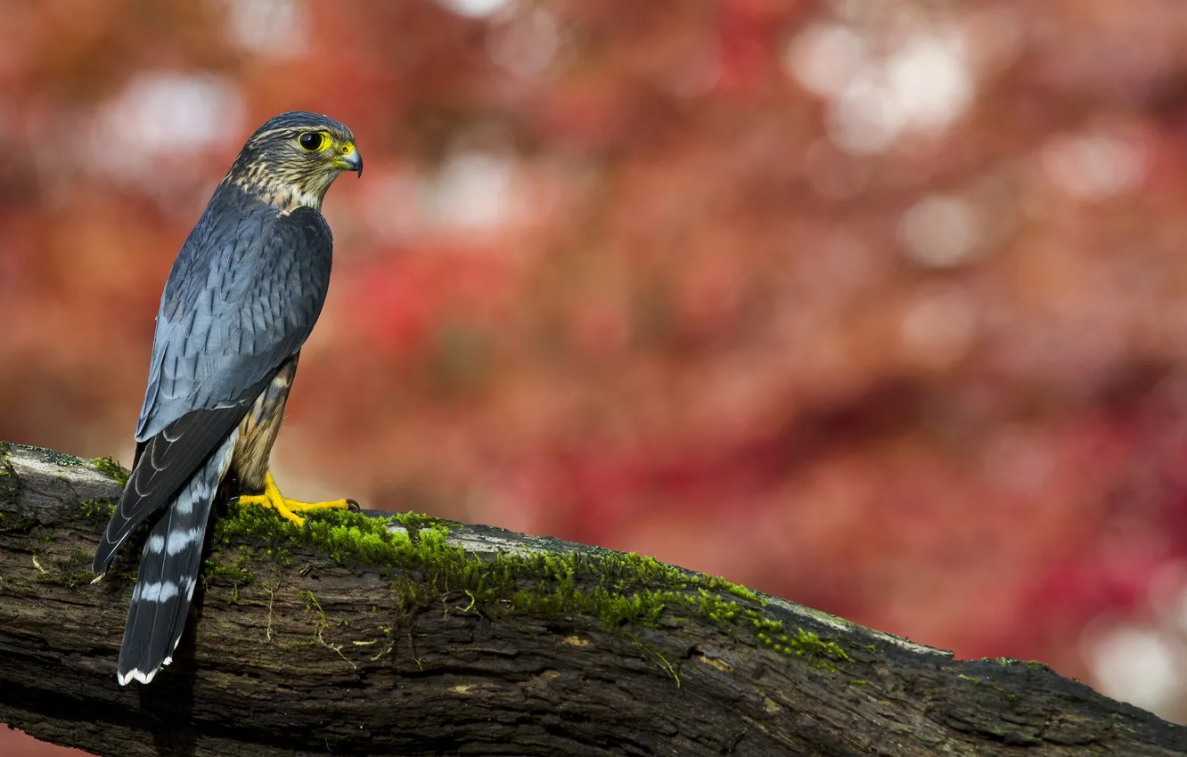 Фото обои природа, птица, Merlin Falcon
