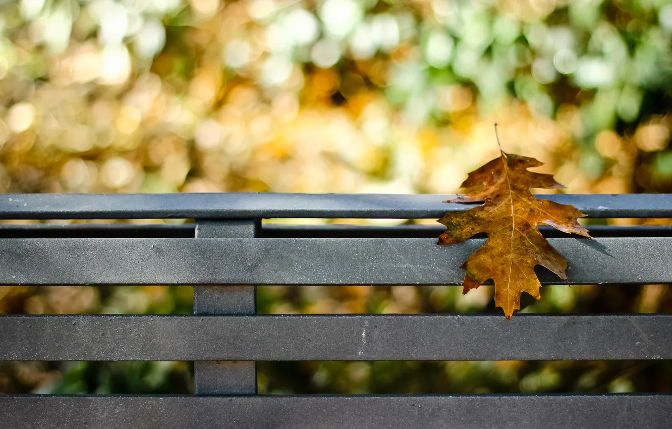 Фото обои осень, скамейка, природа, лист