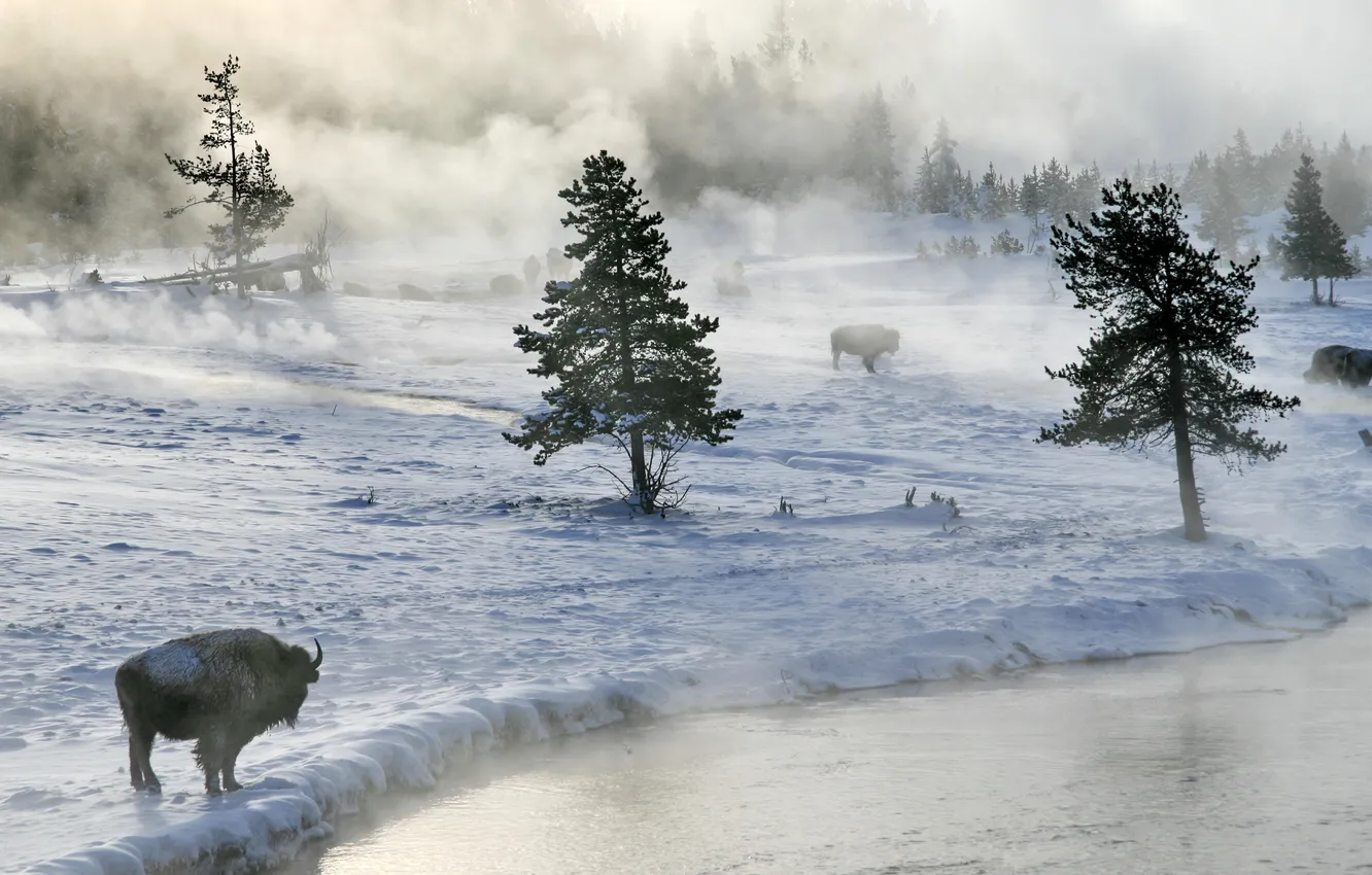 Фото обои зима, снег, туман, река, бизоны