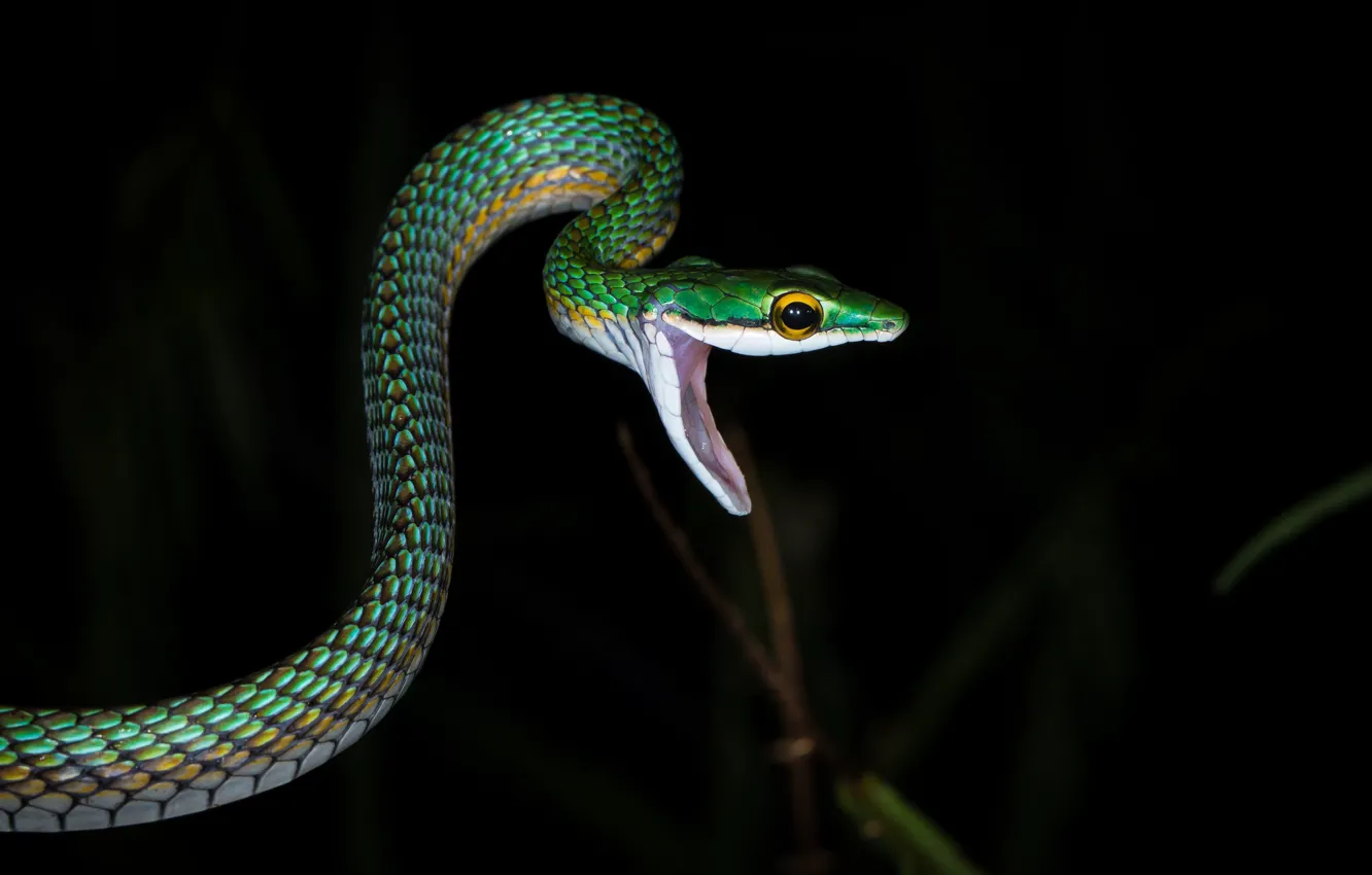 Фото обои ночь, природа, змея, хищник, пасть, охота, рептилия, хладнокровное животное
